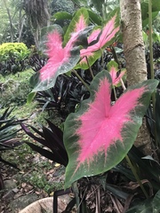 Caladium bicolor