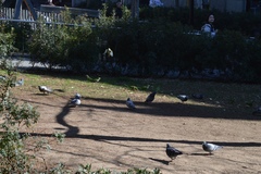 Columba livia domestica