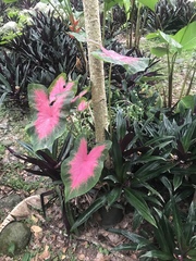 Caladium bicolor