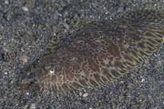 Liachirus melanospilos