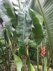 Heliconia