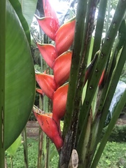 Heliconia