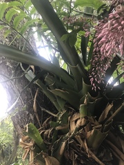 Bromeliaceae