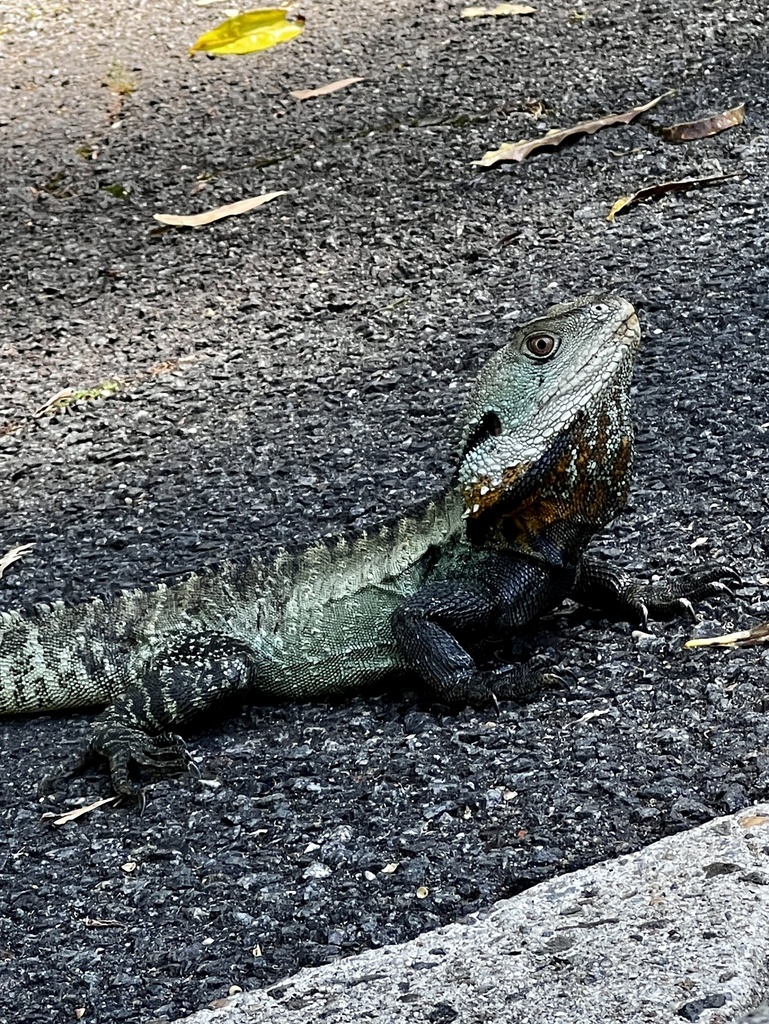 Australian Water Dragon From Australian National Botanic Gardens 