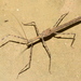 Short Horn Giant Stick Insect - Photo (c) Ryan Tippett, some rights reserved (CC BY-NC), uploaded by Ryan Tippett