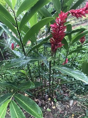Alpinia purpurata