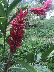 Alpinia purpurata