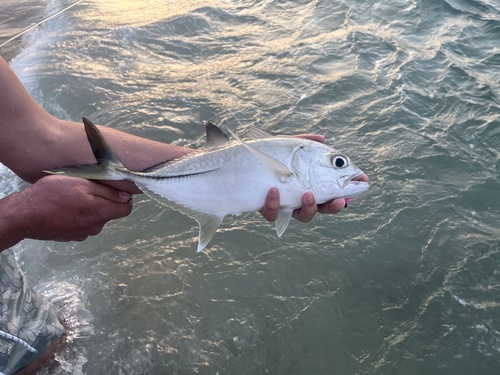 Bigeye kingfish