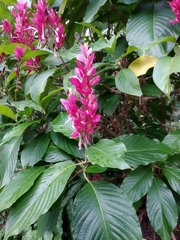 Megaskepasma erythrochlamys