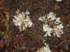 Thelephora penicillata