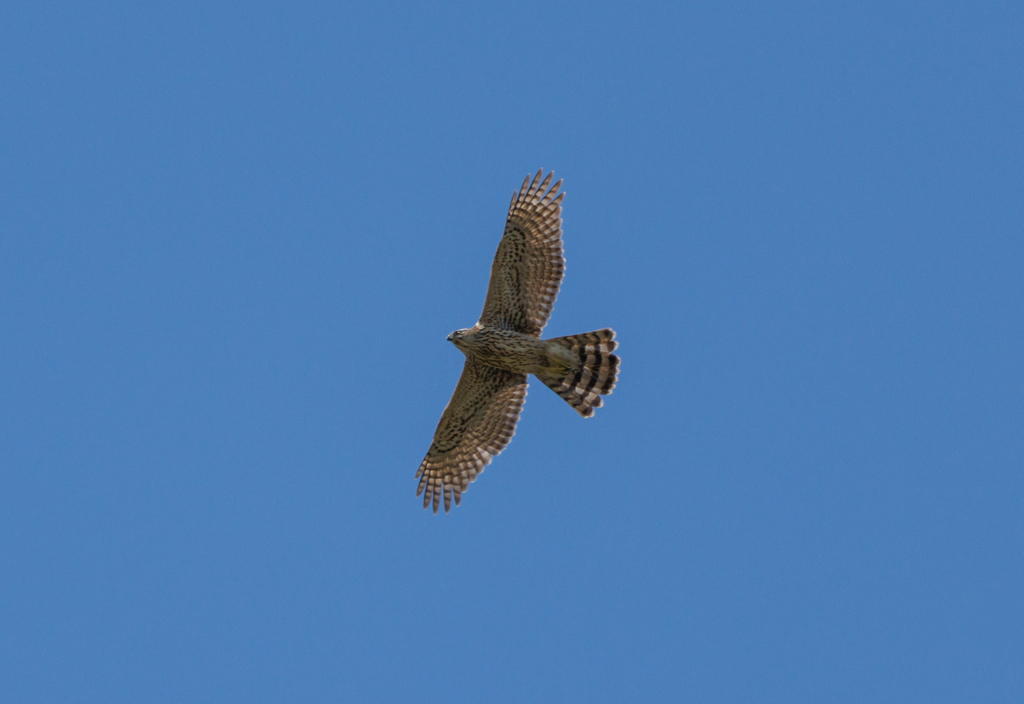 Eurasian Goshawk from 中国上海市浦东新区 on October 4, 2023 at 10:51 AM by ...