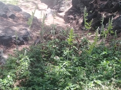 Phlebodium pseudoaureum