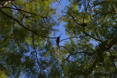 Myiopsitta monachus