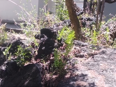 Phlebodium pseudoaureum