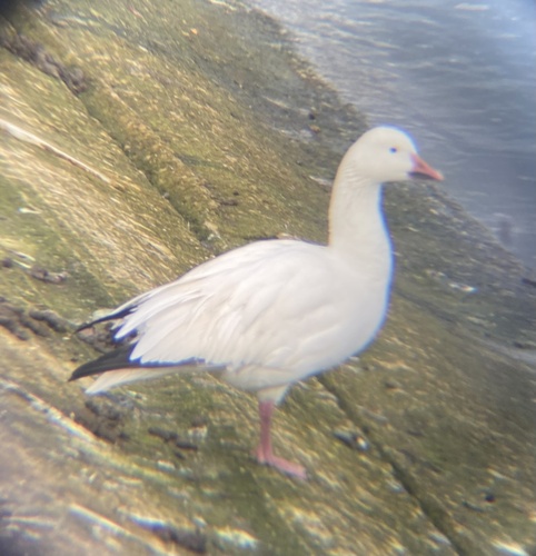 Ánsar nival (Anser caerulescens)