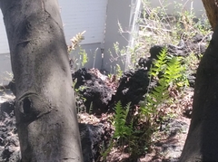 Phlebodium pseudoaureum