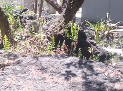 Phlebodium pseudoaureum