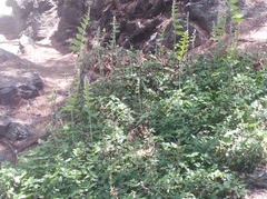 Phlebodium pseudoaureum