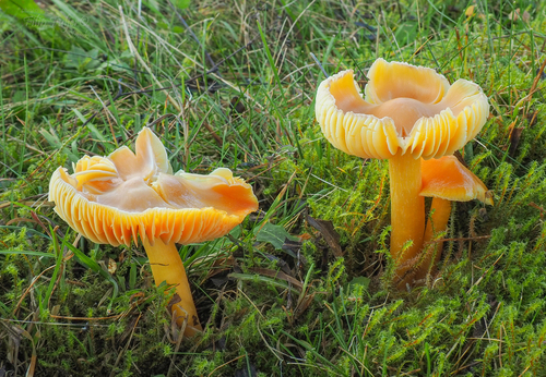 Hygrocybe aurantiosplendens R.Haller Aar.