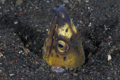 Ophichthus altipennis