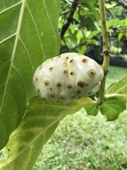 Morinda citrifolia
