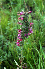 Pontechium maculatum