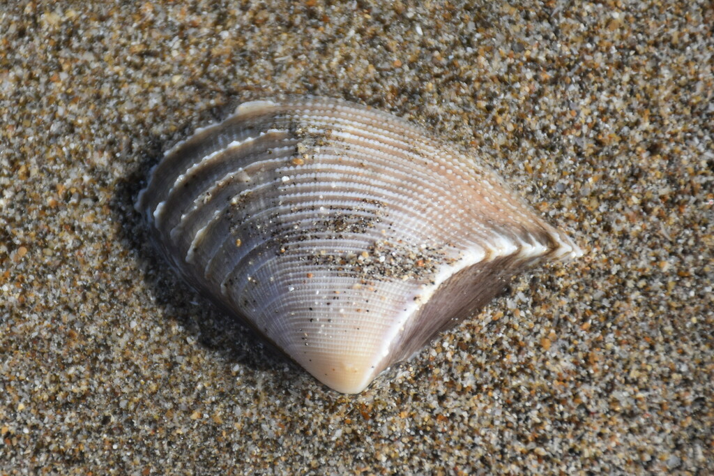 Hecuba reticulata