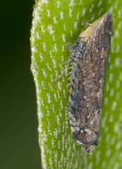 Scaphytopius loricatus