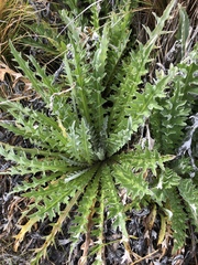 Cirsium douglasii