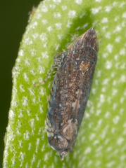 Scaphytopius loricatus