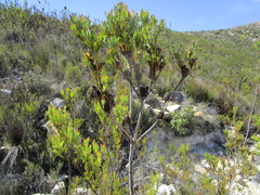 Leucadendron loeriense