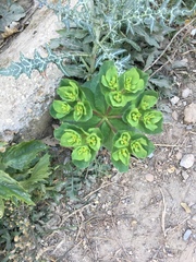 Euphorbia