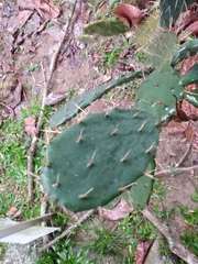 Opuntia