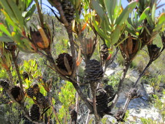 Leucadendron loeriense