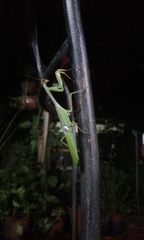 Stagmatoptera hyaloptera