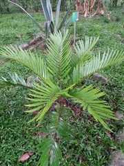 Zamia encephalartoides