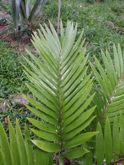 Zamia encephalartoides