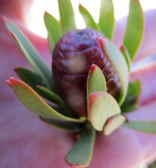 Leucadendron loeriense