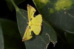 Corymica arnearia