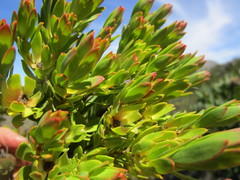 Leucadendron loeriense