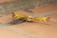Corymica arnearia