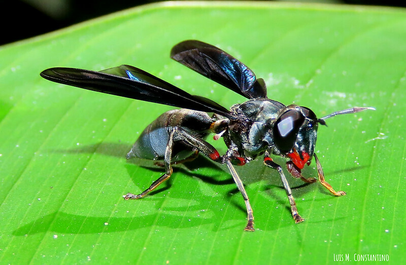 Sphiximorpha facialis