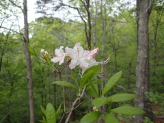 Rhododendron canescens