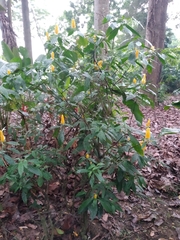 Pachystachys lutea