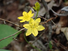 Hypoxis hirsuta