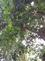 Gonopterodendron arboreum