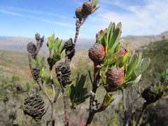 Leucadendron loeriense