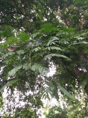 Gonopterodendron arboreum