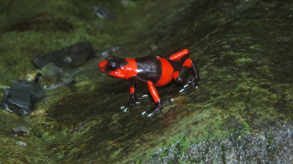 Lehmann's Poison Frog