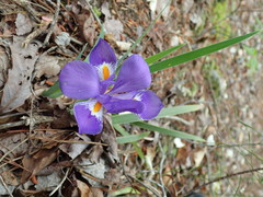 Iris verna